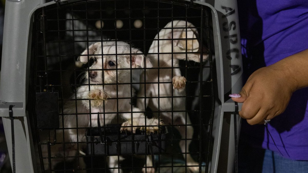 Over 60 shelter dogs flown to Pennsylvania in lifesaving rescue – NBC10 Philadelphia