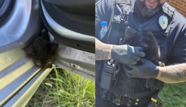 Kitten stuck between car door frame rescued in Penn Hills