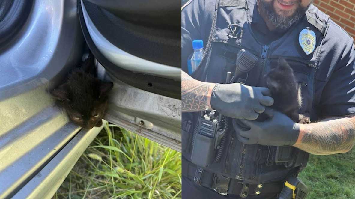 Kitten stuck between car door frame rescued in Penn Hills