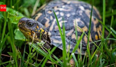 A 1,256-megawatt nuclear reactor on Lake Erie accidentally became a wildlife sanctuary, now spotted turtles nest inside its buffer zone