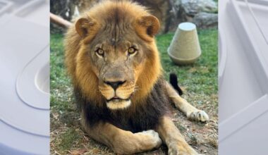 Makini, Philadelphia Zoo's African lion, euthanized after health struggles