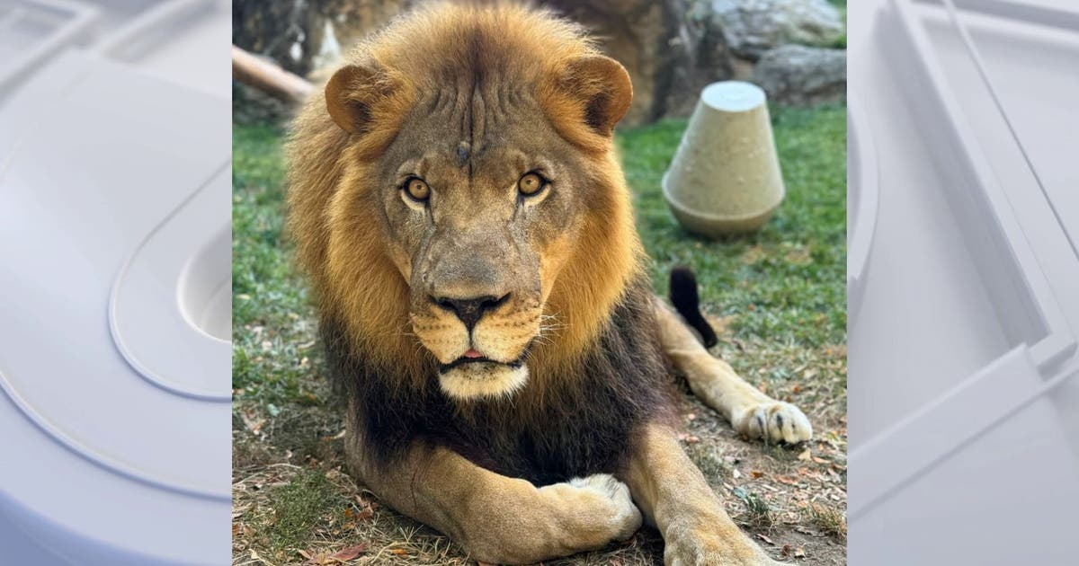 Makini, Philadelphia Zoo's African lion, euthanized after health struggles