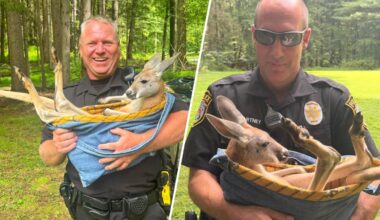 2 kangaroos captured after hopping around Pa. neighborhood – NBC10 Philadelphia