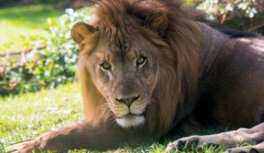 Makini, Philadelphia Zoo's last African lion, dies after battle with arthritis