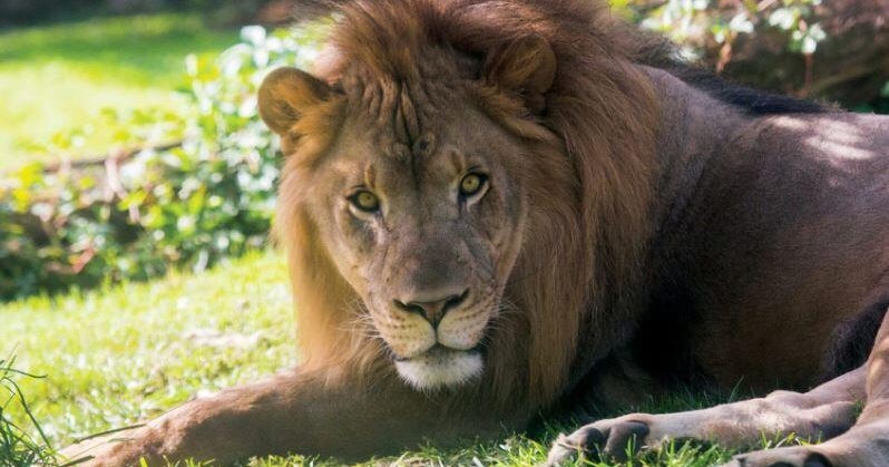 Makini, Philadelphia Zoo's last African lion, dies after battle with arthritis