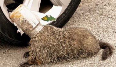 Pittsburgh police pull plastic jar stuck on groundhog's head
