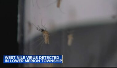 West Nile virus detected in mosquitos in Lower Merion Township, Pennsylvania, health officials say