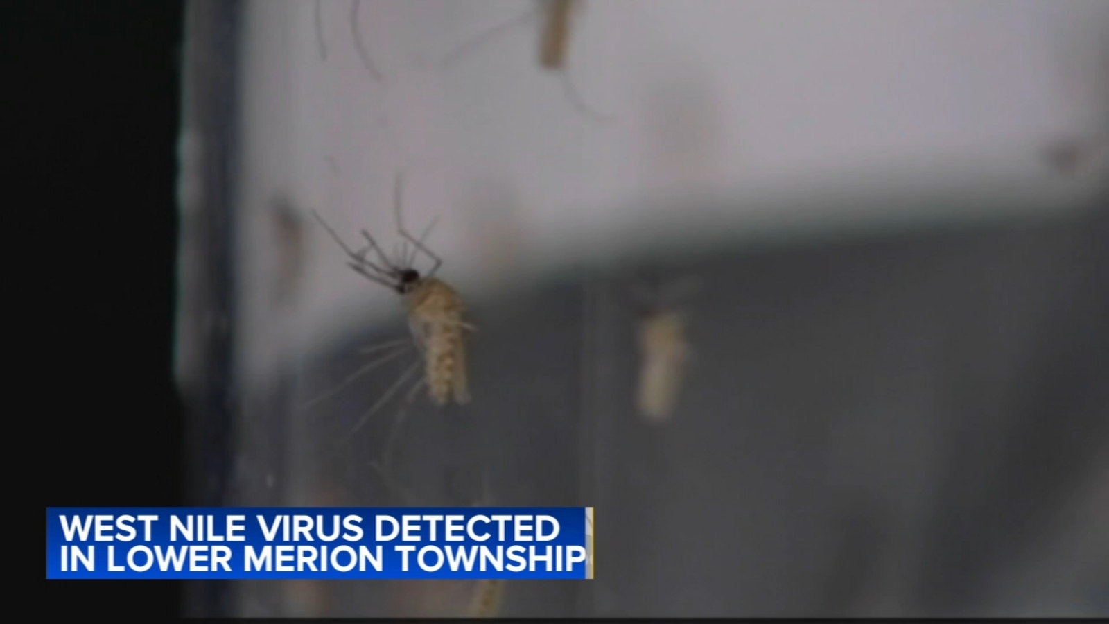 West Nile virus detected in mosquitos in Lower Merion Township, Pennsylvania, health officials say