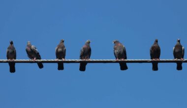 'Philly Pigeon Tours' puts spotlight on city's feathered friends