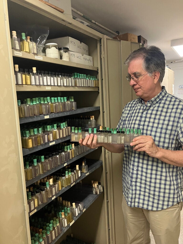 A researcher looks at insect samples in vials