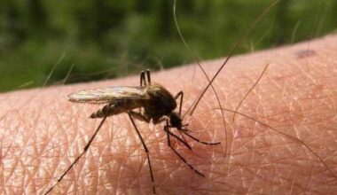 8 Pittsburgh neighborhoods to be spray-treated after positive West Nile samples