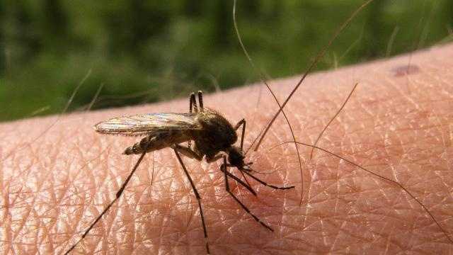 8 Pittsburgh neighborhoods to be spray-treated after positive West Nile samples