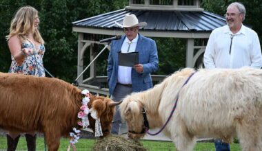 Highland cows Olaf, Anna wed at Pennsylvania winery