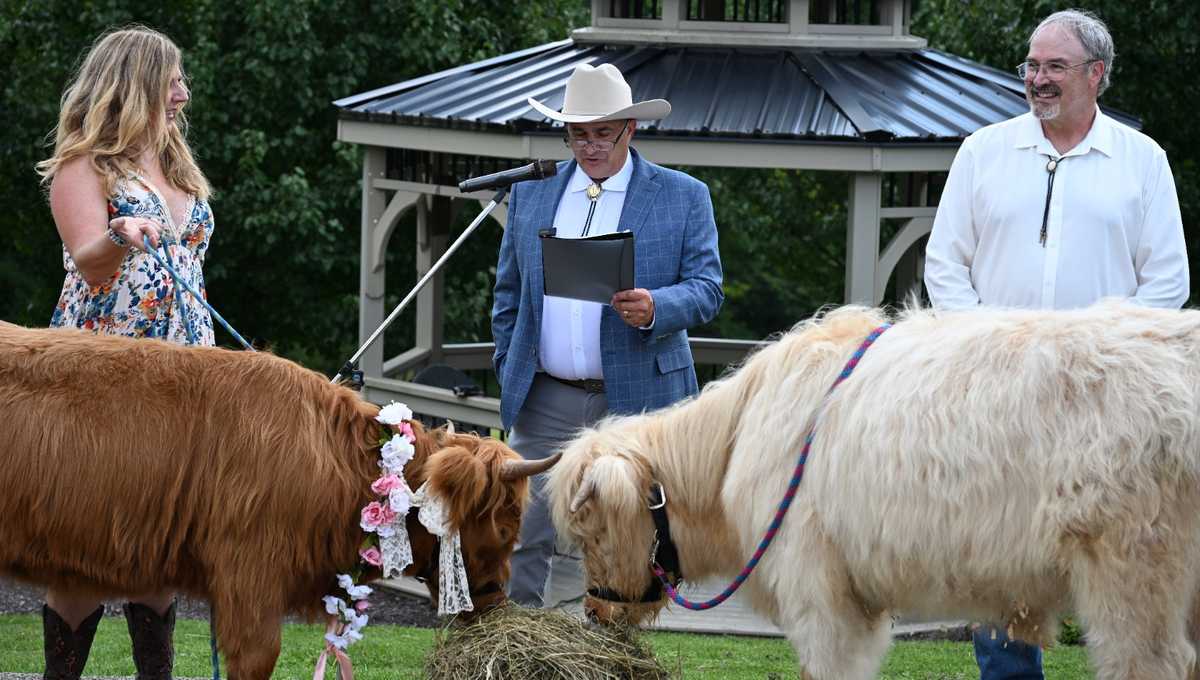 Highland cows Olaf, Anna wed at Pennsylvania winery