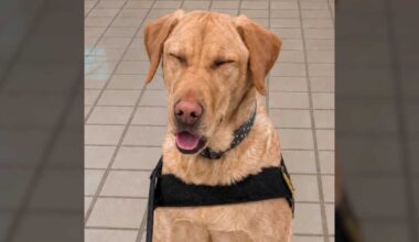 Epic from Pittsburgh airport is up for TSA Cutest Canine