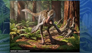 Pennsylvania museum houses fossils of newly identified dinosaur species