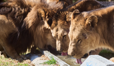 Rescued lions and tigers find sanctuary near Bethlehem