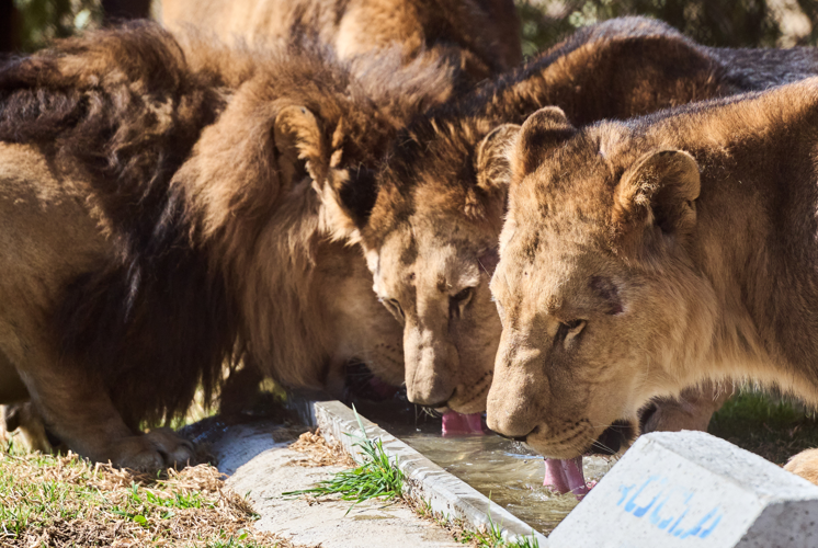 Rescued lions and tigers find sanctuary near Bethlehem