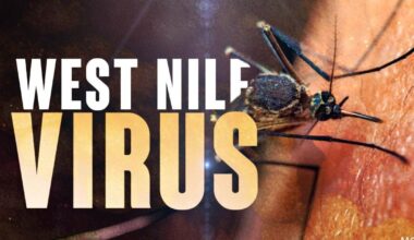 Wyomissing mosquito sample tests positive for West Nile Virus in Berks County | Reading Area