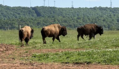 Looking Into American Bison Farms in Pennsylvania | Livestock News