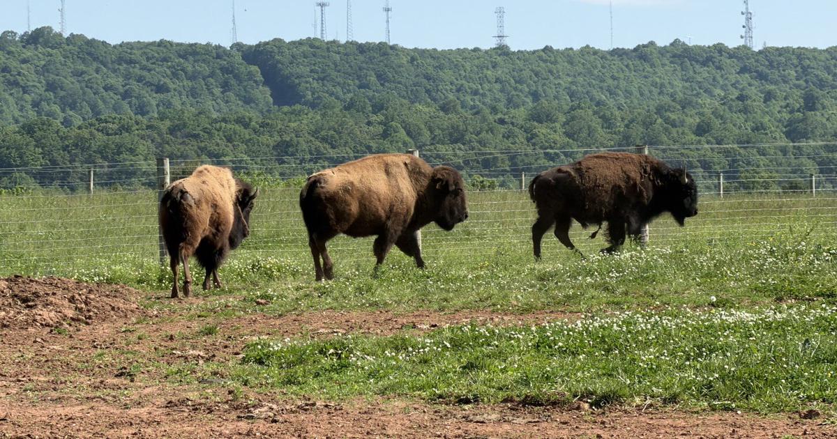 Looking Into American Bison Farms in Pennsylvania | Livestock News