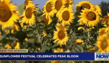 Sunflower Festival Celebrates as Sunflowers Reach Peak Bloom | News