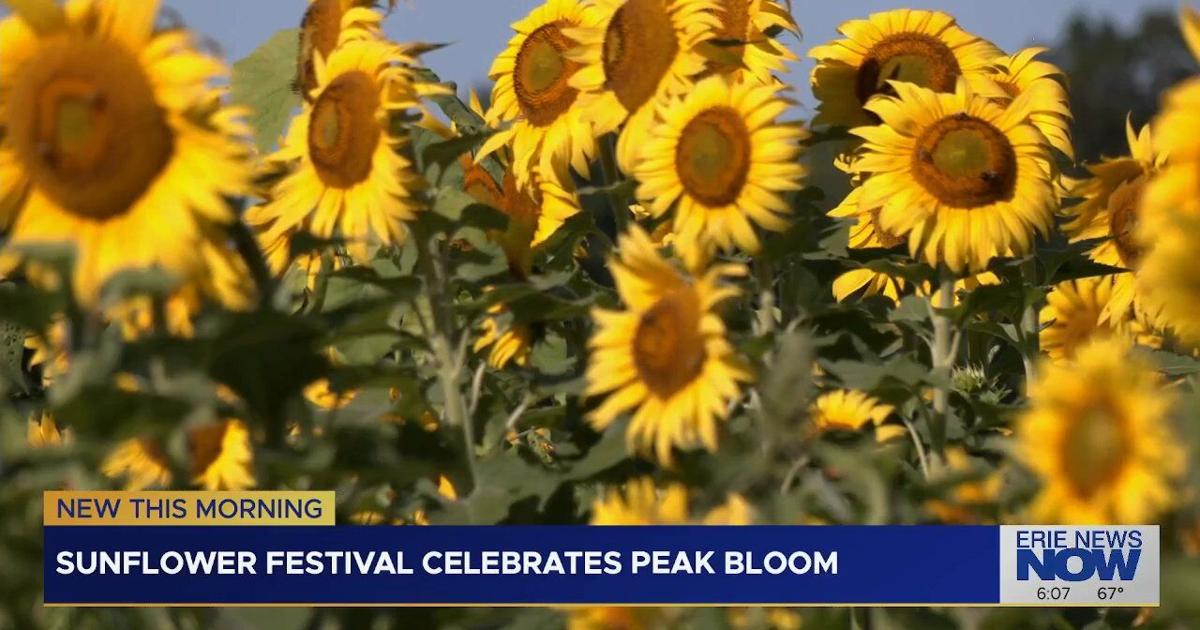 Sunflower Festival Celebrates as Sunflowers Reach Peak Bloom | News