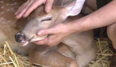 Rehabber hopeful fawn shot in head with BB gun in Salisbury Twp. will recover from injuries | Allentown Area