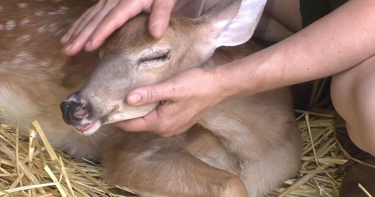 Rehabber hopeful fawn shot in head with BB gun in Salisbury Twp. will recover from injuries | Allentown Area
