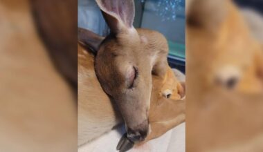 Fawn shot with BB gun in Salisbury Township dies after rehabilitation efforts | Allentown Area