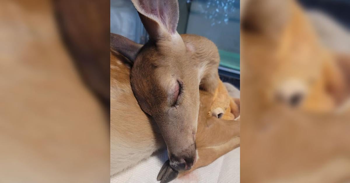 Fawn shot with BB gun in Salisbury Township dies after rehabilitation efforts | Allentown Area
