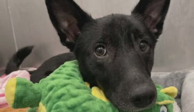 Rescued Erie Dog Mimi Finally Gets Her Forever Home | News