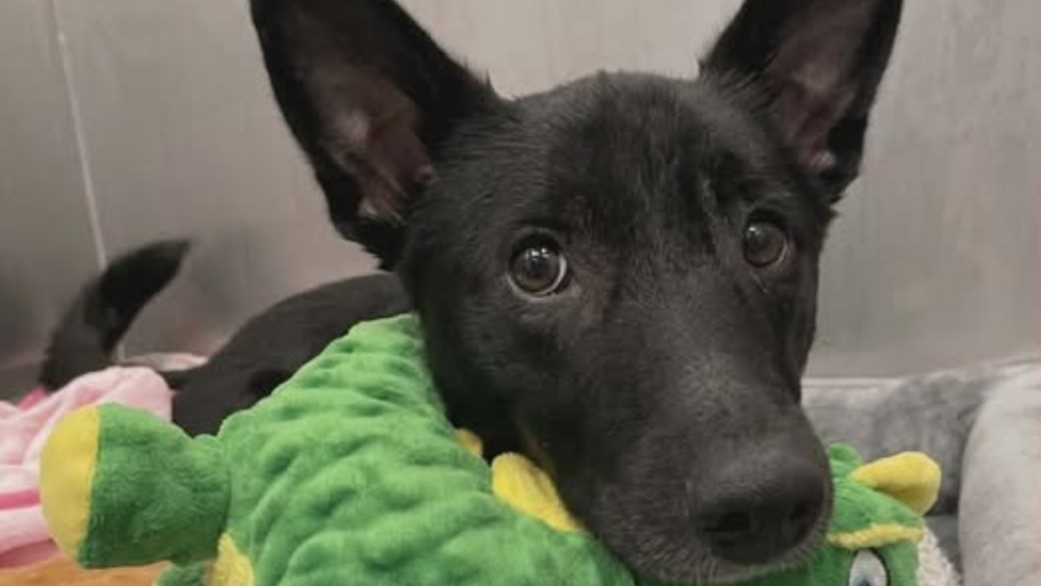 Rescued Erie Dog Mimi Finally Gets Her Forever Home | News