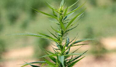 Pa.’s attorney general is backing a hemp product ban. The industry says it goes way too far. | Pennsylvania News