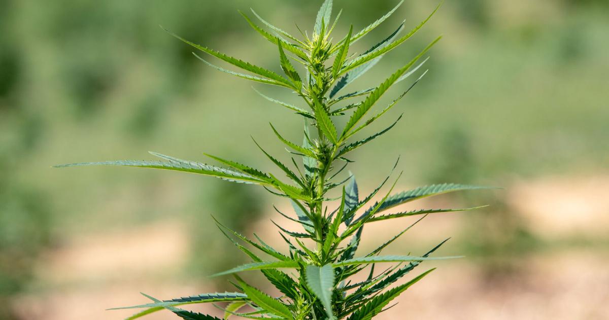 Pa.’s attorney general is backing a hemp product ban. The industry says it goes way too far. | Pennsylvania News
