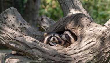 Erie County to Begin Wildlife Rabies Bait Program | News