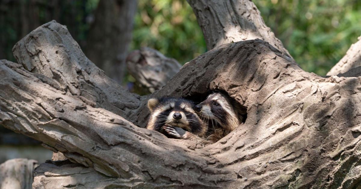 Erie County to Begin Wildlife Rabies Bait Program | News