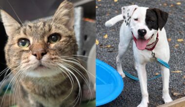 Animal Rescue League holds weekend-long event for free 6+ month old pets | Southern Berks County