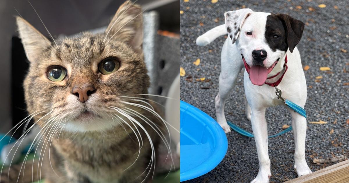 Animal Rescue League holds weekend-long event for free 6+ month old pets | Southern Berks County