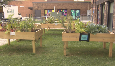 New Community Garden Opens in Erie Food Desert | News
