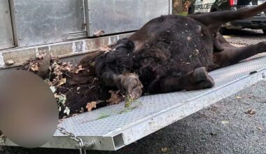 Dos bisontes fallecieron luego de escaparse en el condado Berks | Noticias