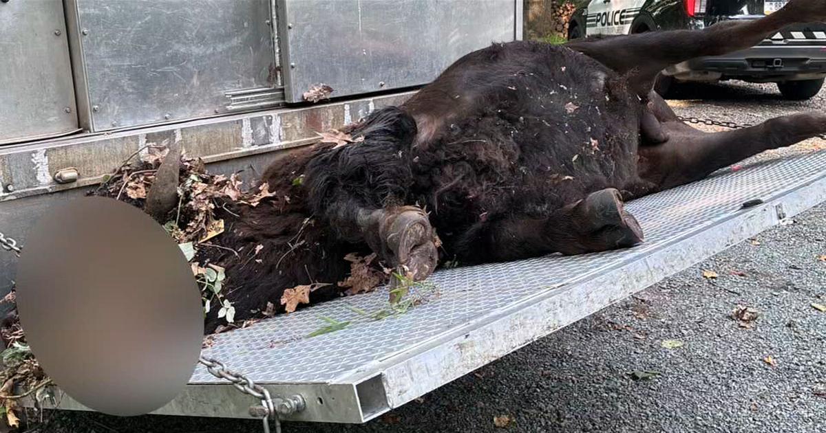 Dos bisontes fallecieron luego de escaparse en el condado Berks | Noticias