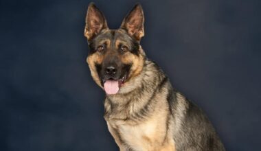 ‘You will be deeply missed’: NJ State Police announce passing of K9 Zito | New Jersey News