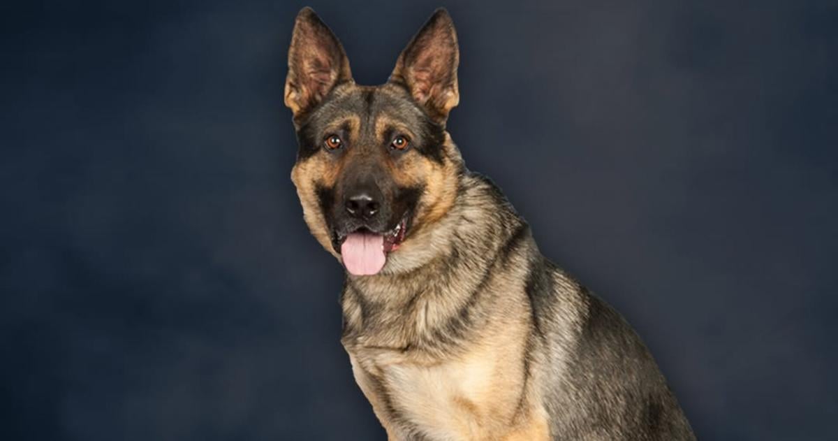 ‘You will be deeply missed’: NJ State Police announce passing of K9 Zito | New Jersey News