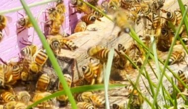 City Council hearing generates ‘buzz’; discusses proposed regulations for raising bees in Reading | Reading Area