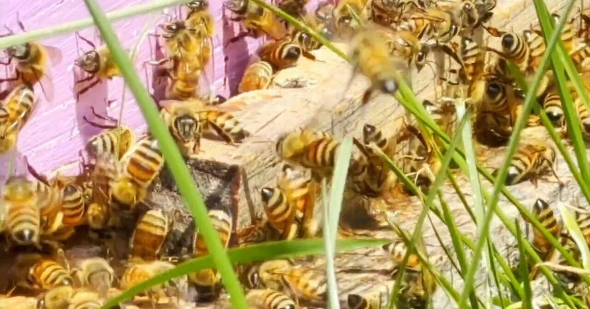 City Council hearing generates ‘buzz’; discusses proposed regulations for raising bees in Reading | Reading Area
