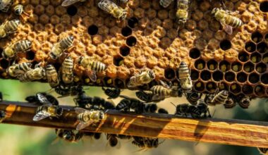 Reading to consider ordinance that would allow beekeeping in all zoning districts | Reading Area