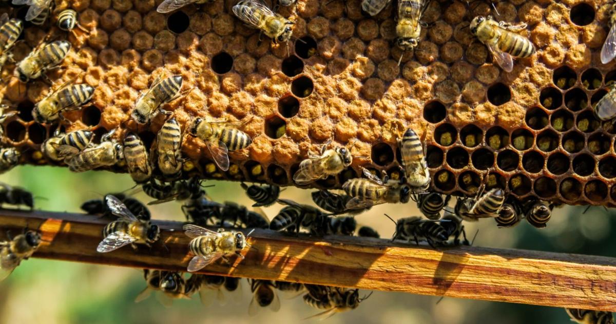 Reading to consider ordinance that would allow beekeeping in all zoning districts | Reading Area