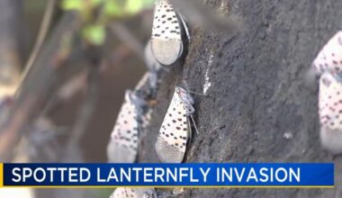 Spotted lanternflies popping back up again. How experts say you can help keep population down | Berks Regional News