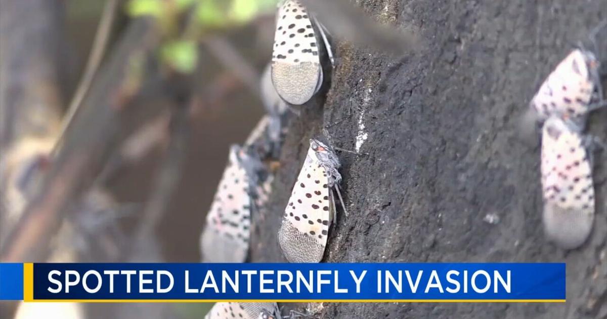 Spotted lanternflies popping back up again. How experts say you can help keep population down | Berks Regional News